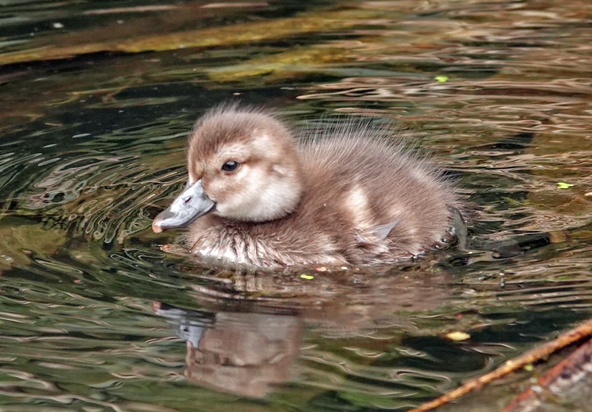 ニュージーランドスズガモ - ML646569966