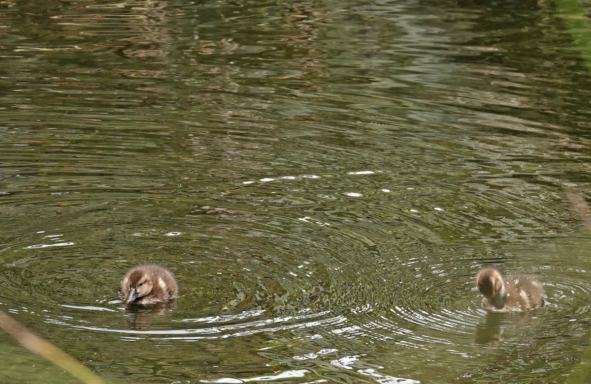 ニュージーランドスズガモ - ML646569967