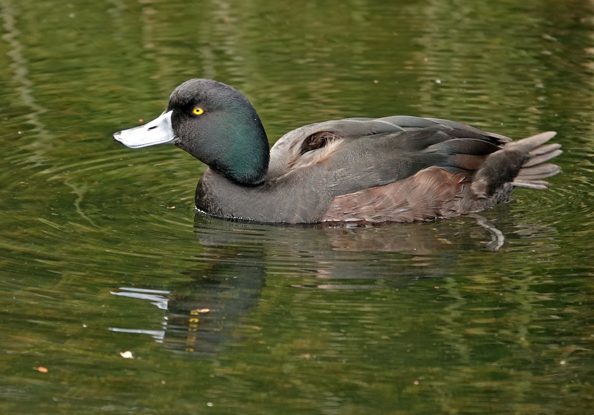 ニュージーランドスズガモ - ML646569968