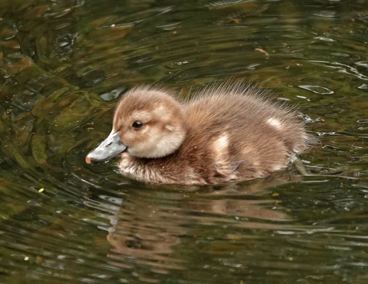 ニュージーランドスズガモ - ML646569969