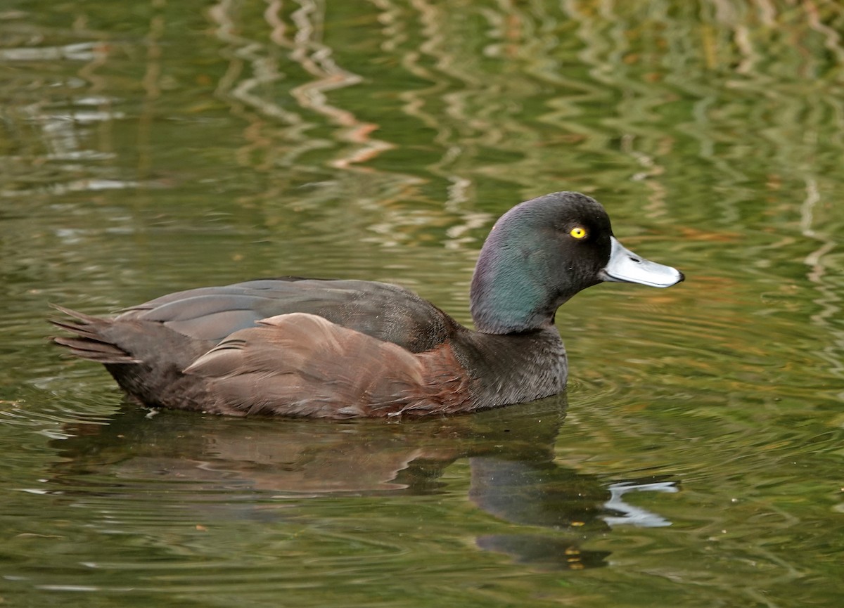 ニュージーランドスズガモ - ML646569970