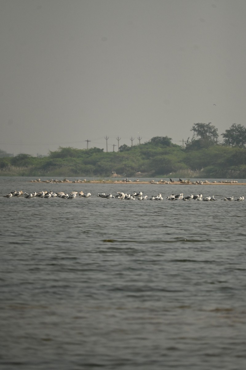 Мартиновий sp. - ML646569971