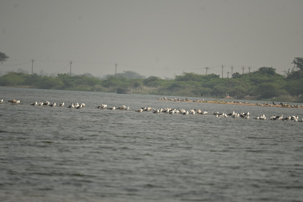 Мартиновий sp. - ML646569972