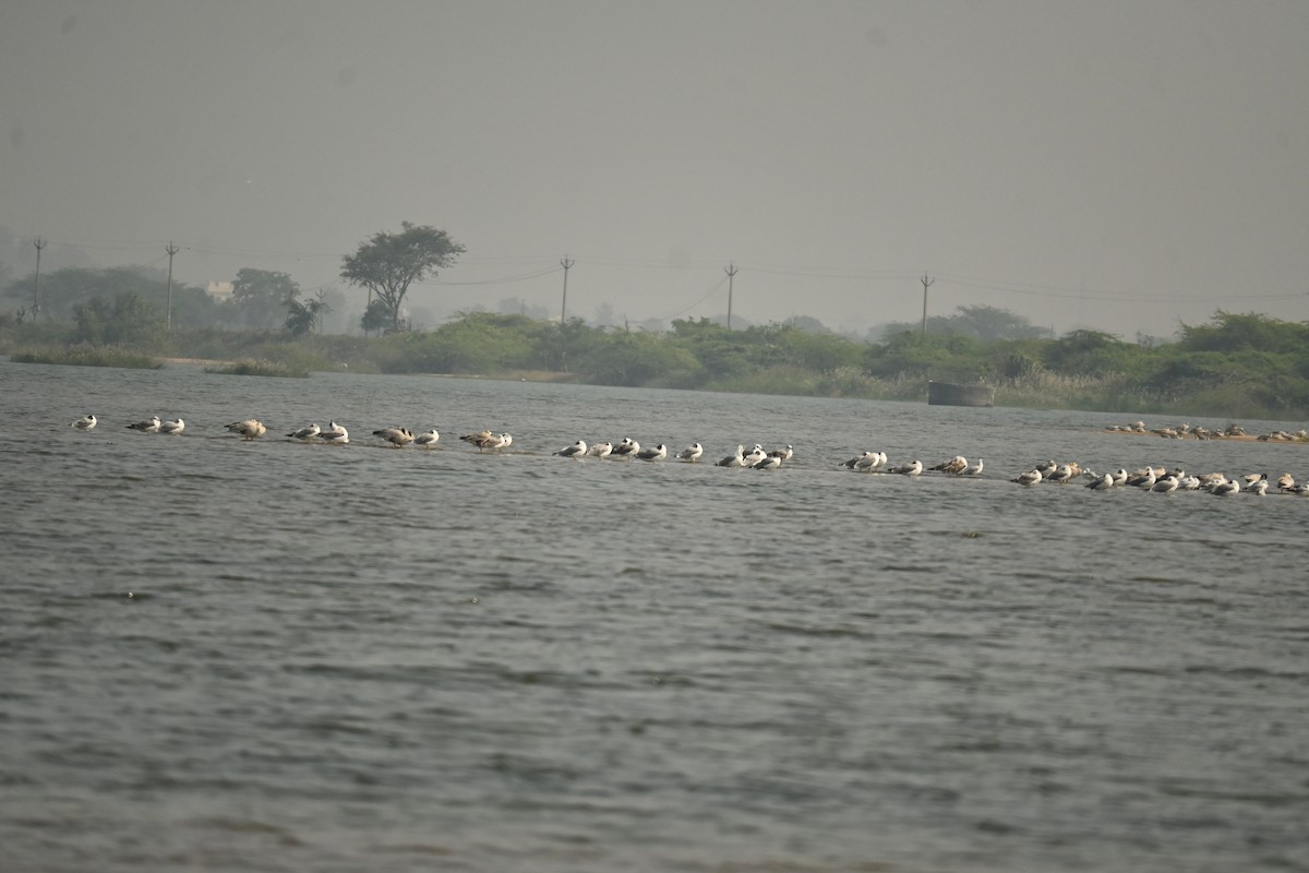 Мартиновий sp. - ML646569973