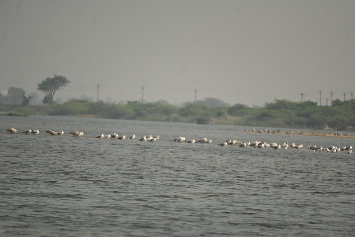 Мартиновий sp. - ML646569974