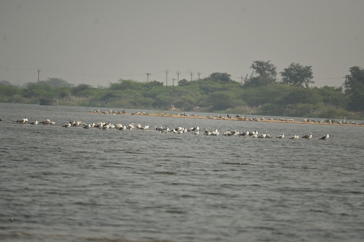 Мартиновий sp. - ML646569975