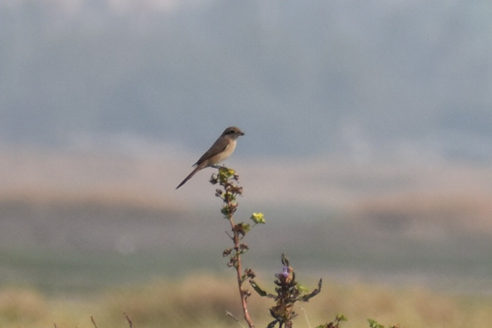 Isabellwürger - ML646569977