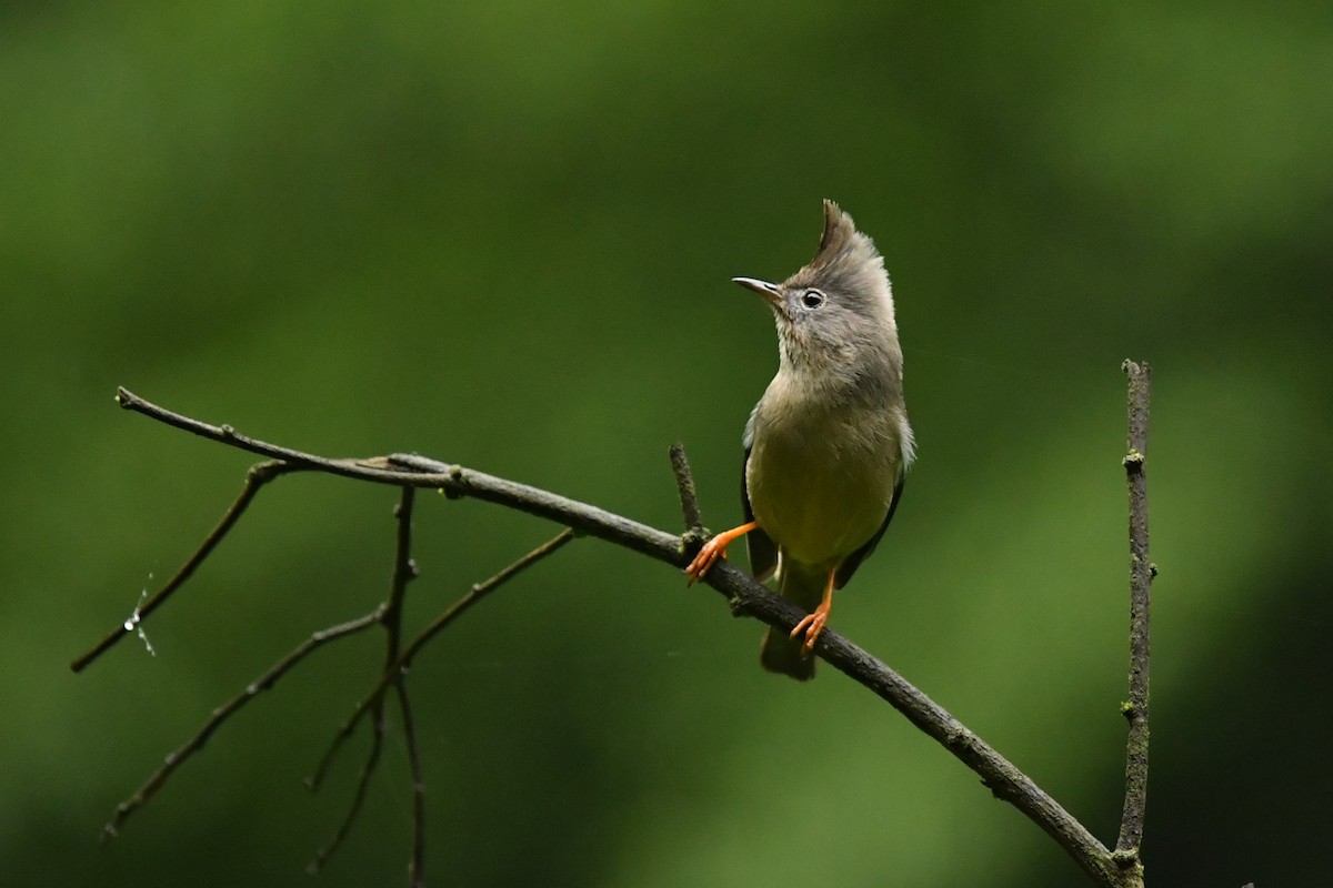Stripe-throated Yuhina - ML646569979