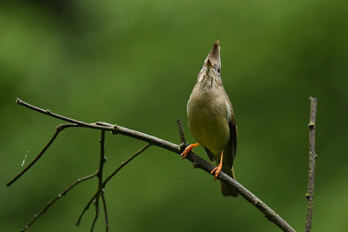 Stripe-throated Yuhina - ML646569980