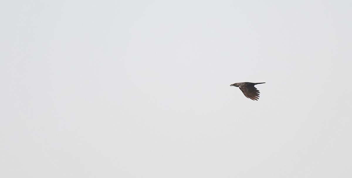 House Crow - ML646569983