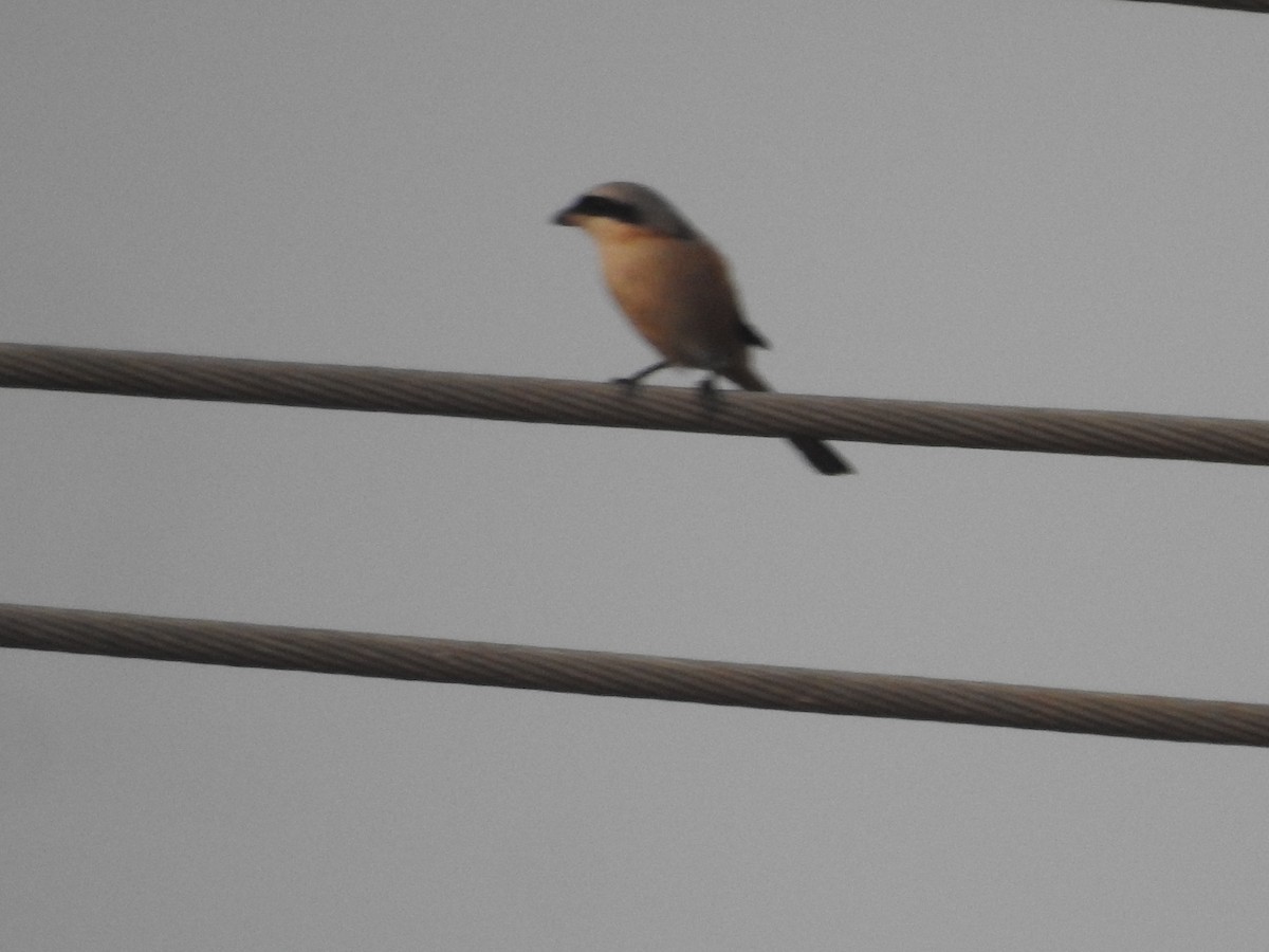 Long-tailed Shrike - ML646569995