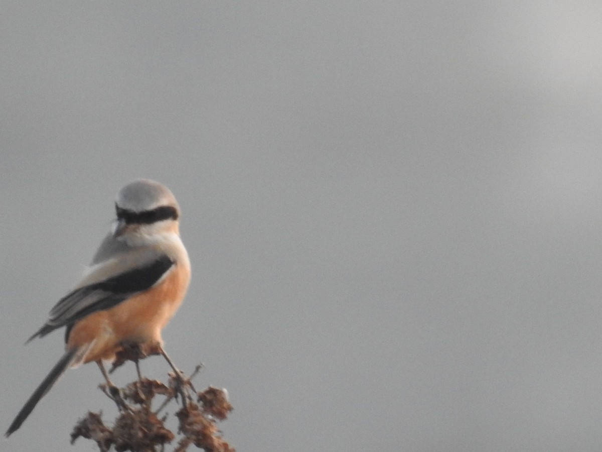 Long-tailed Shrike - ML646569996