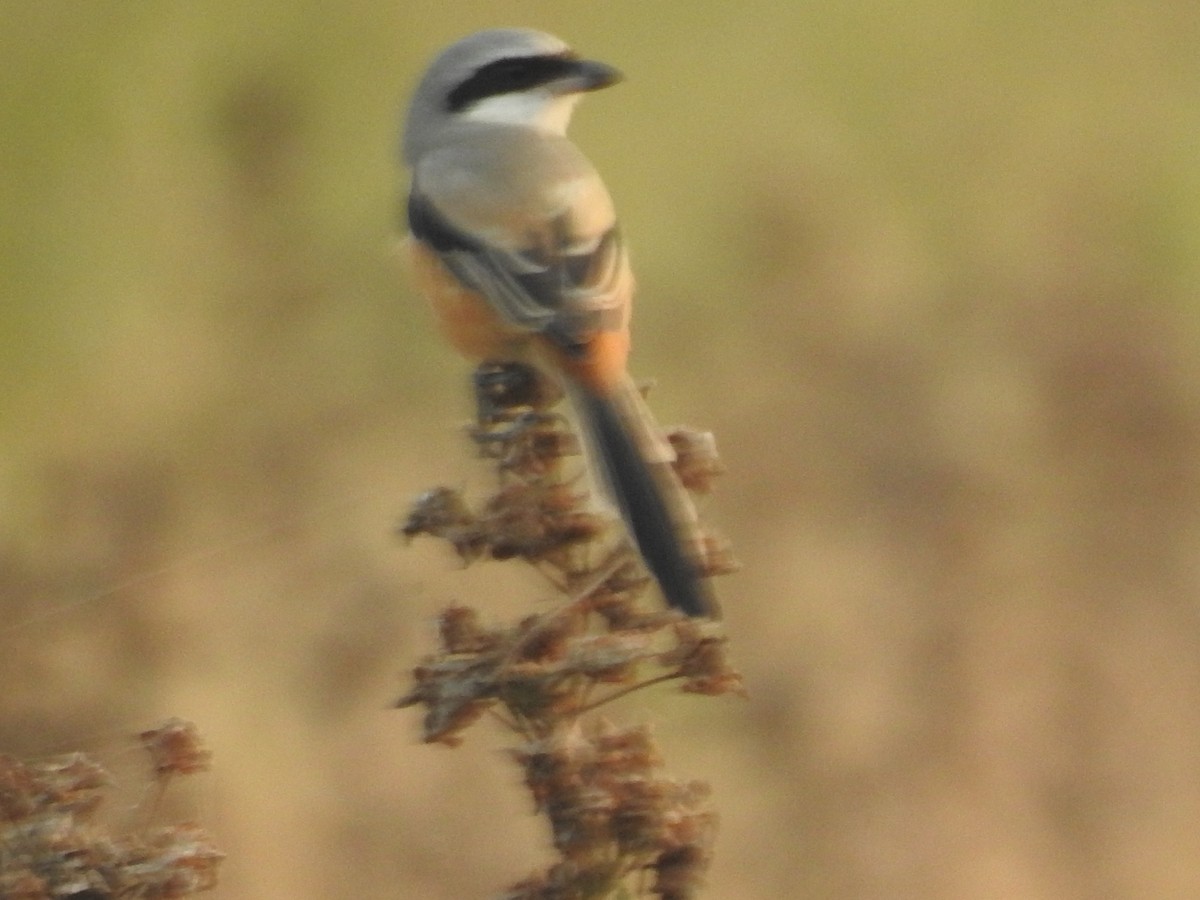 Long-tailed Shrike - ML646569997