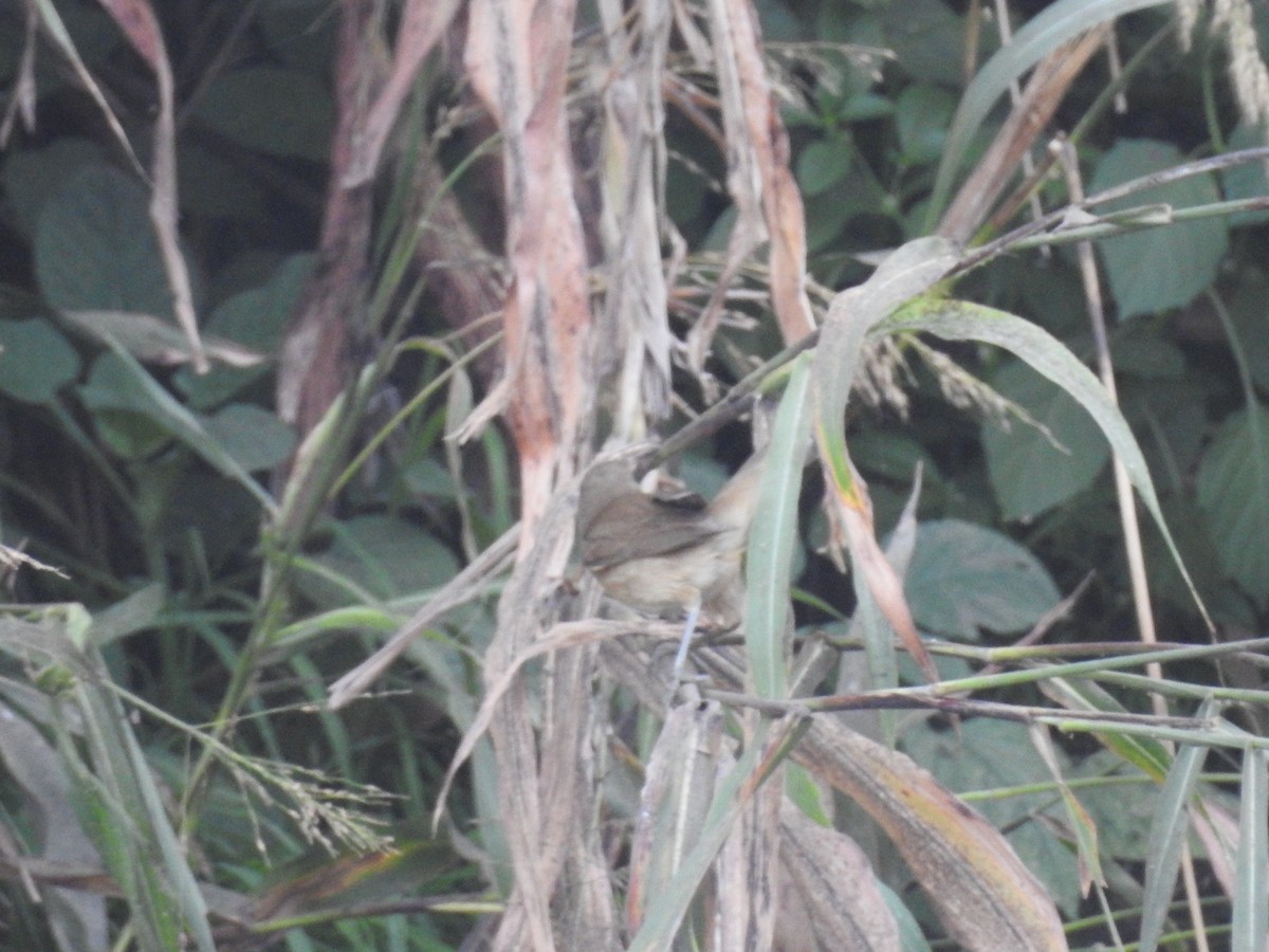 Blyth's Reed Warbler - ML646570021