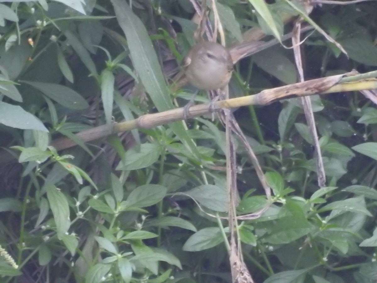 Blyth's Reed Warbler - ML646570022