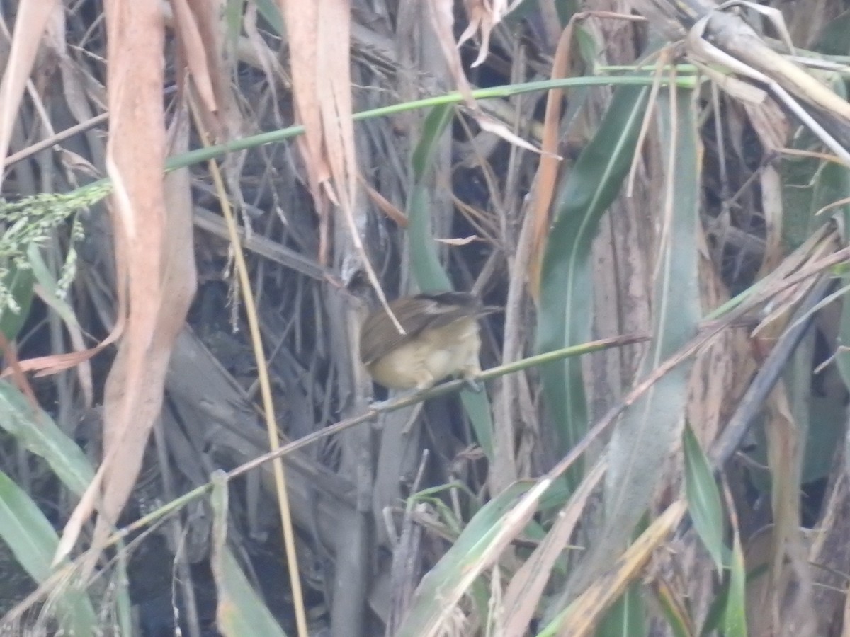 Blyth's Reed Warbler - ML646570023