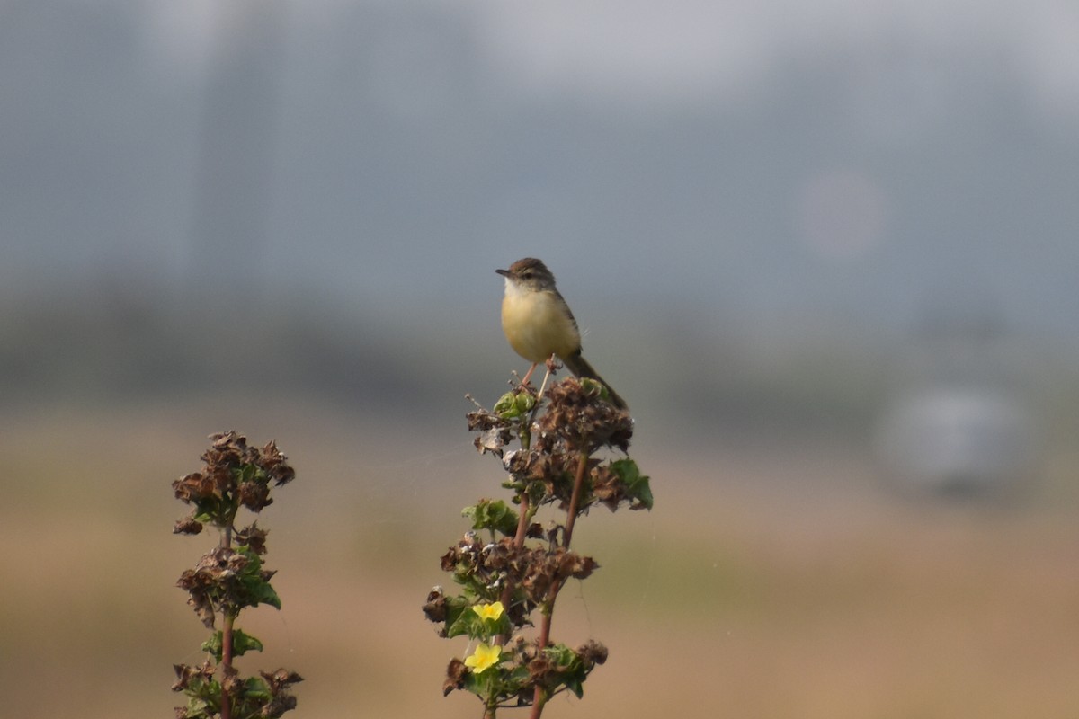 Plain Prinia - ML646570028