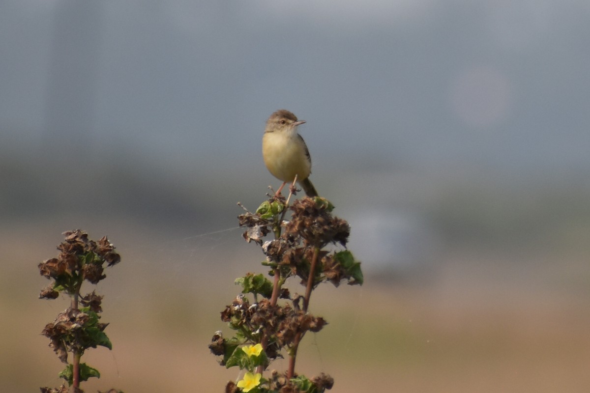 Plain Prinia - ML646570029