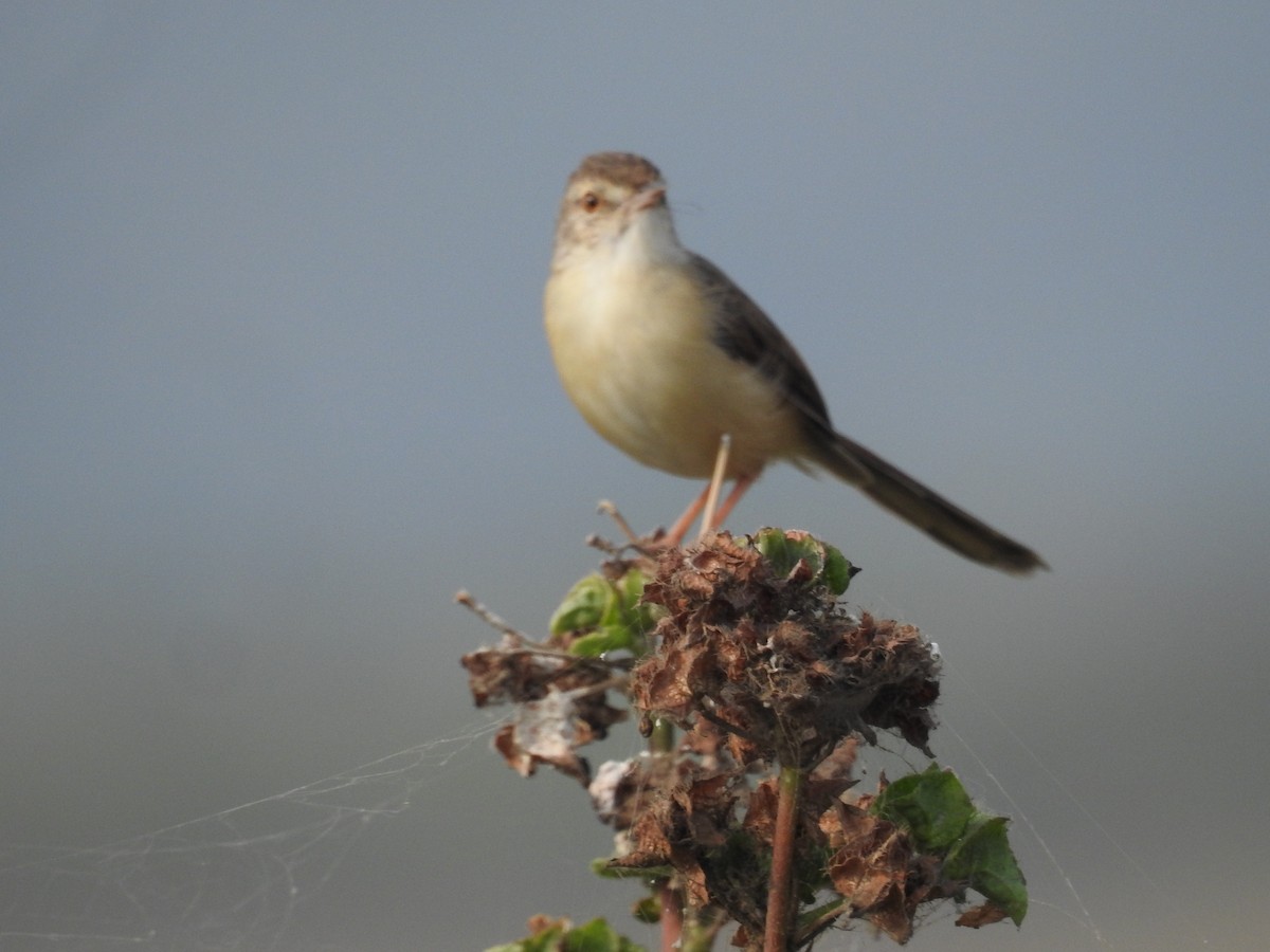 Plain Prinia - ML646570030