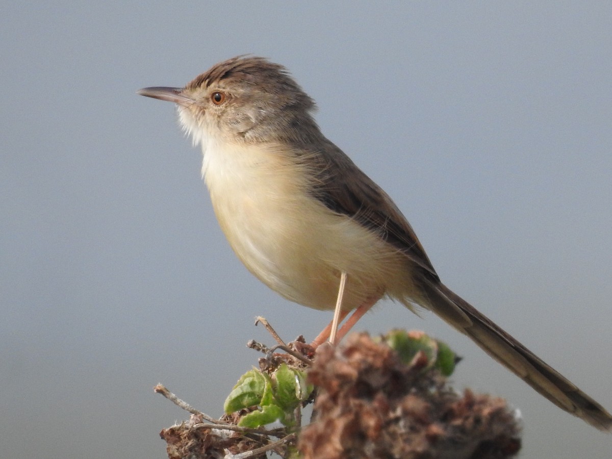 Plain Prinia - ML646570031