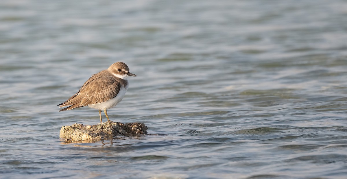 Greater Sand-Plover - ML646570033