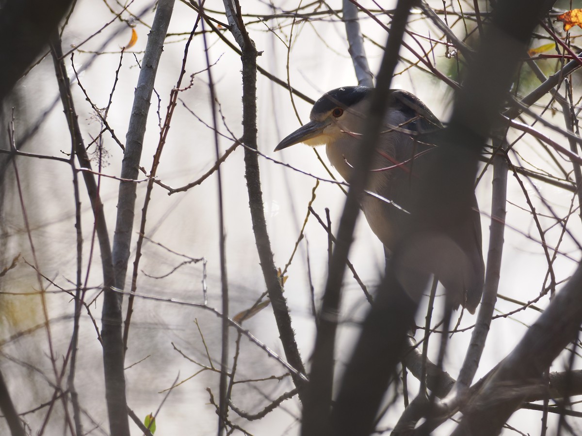 Black-crowned Night Heron - ML646570035