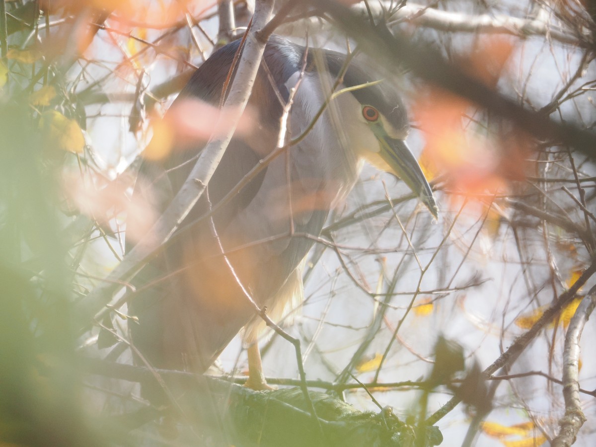 Black-crowned Night Heron - ML646570036