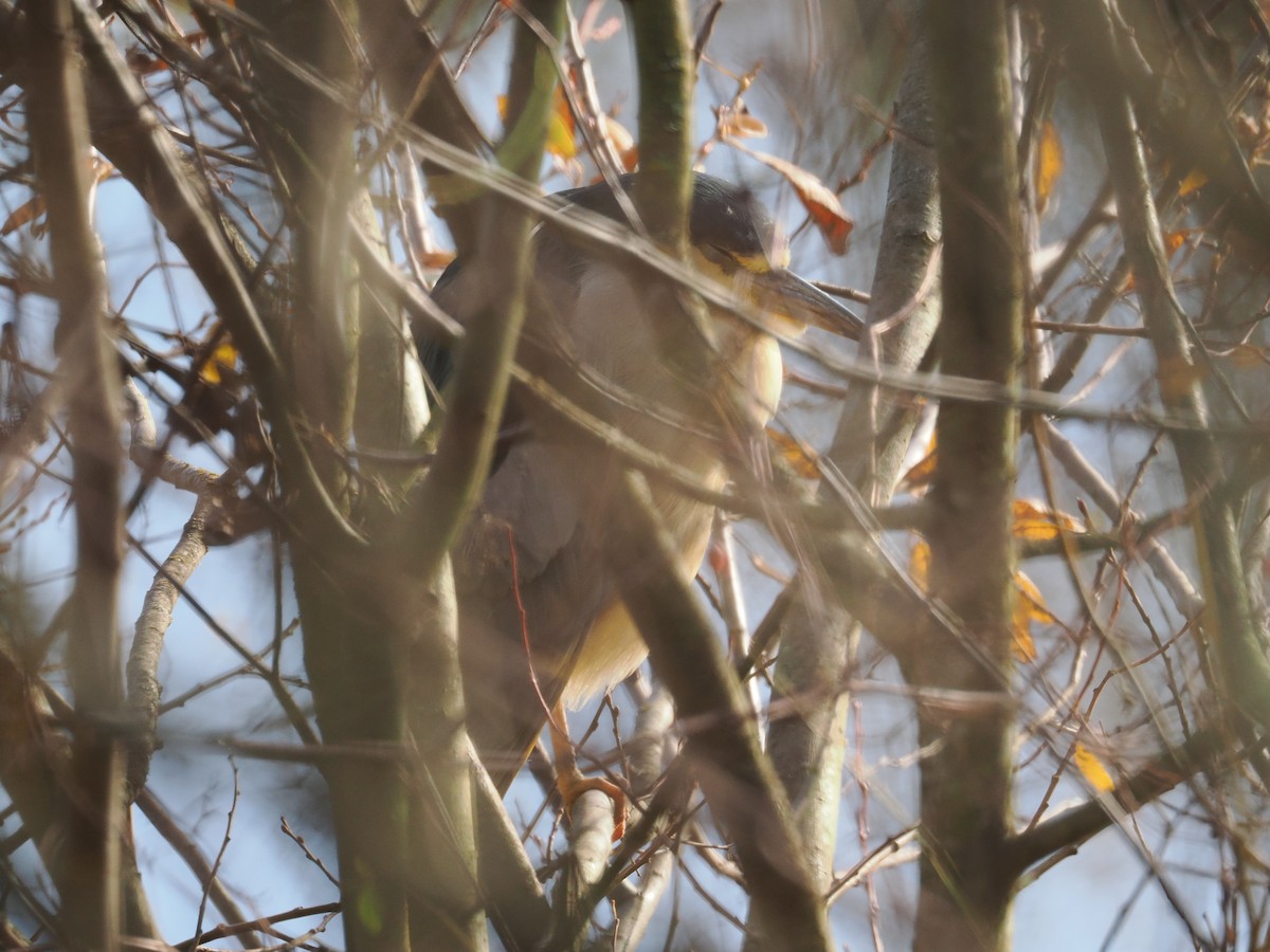 Black-crowned Night Heron - ML646570037