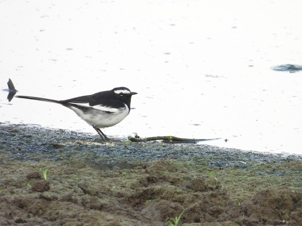 skjæreerle - ML646570039