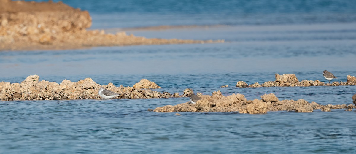 Common Greenshank - ML646570043