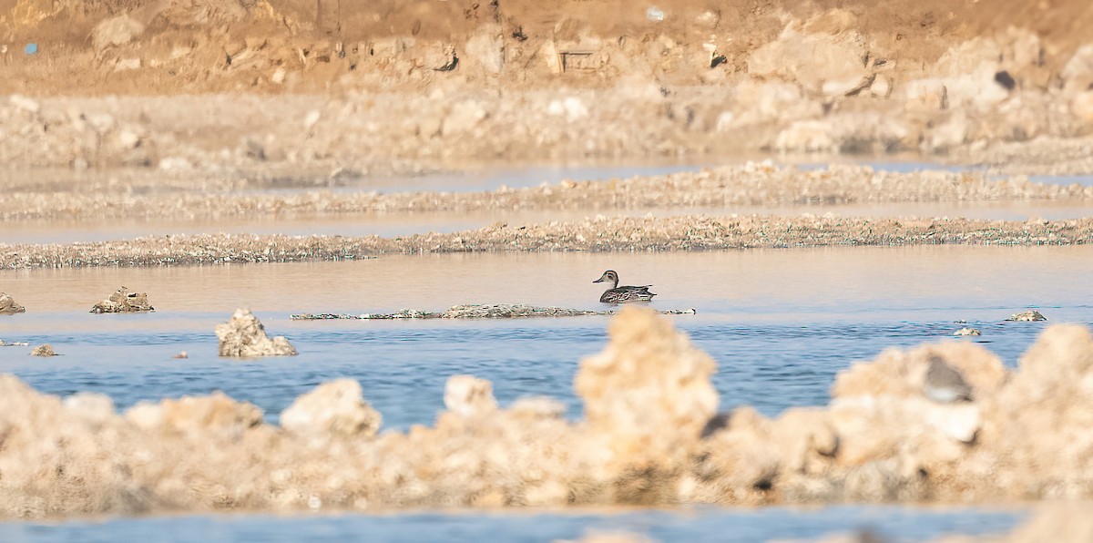 Green-winged Teal (Eurasian) - ML646570063