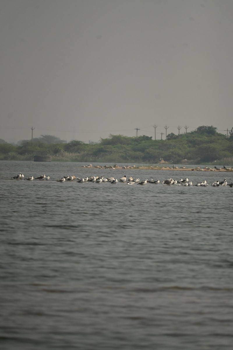 Brown-headed Gull - ML646570069