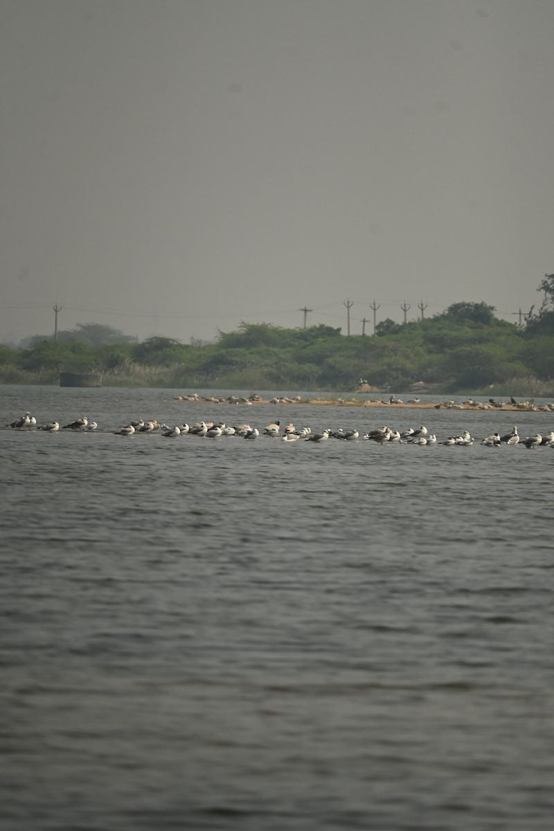 Brown-headed Gull - ML646570070