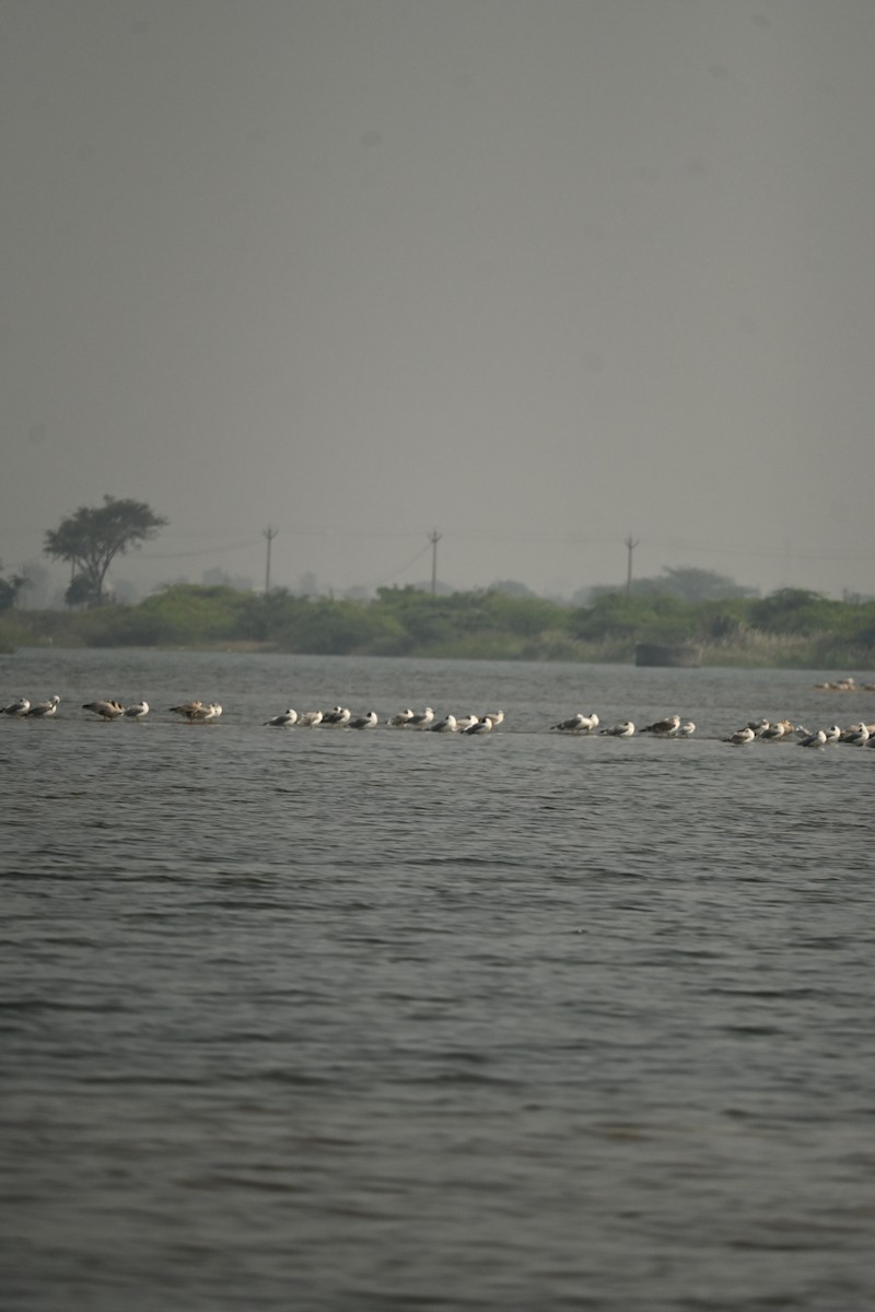 Brown-headed Gull - ML646570072