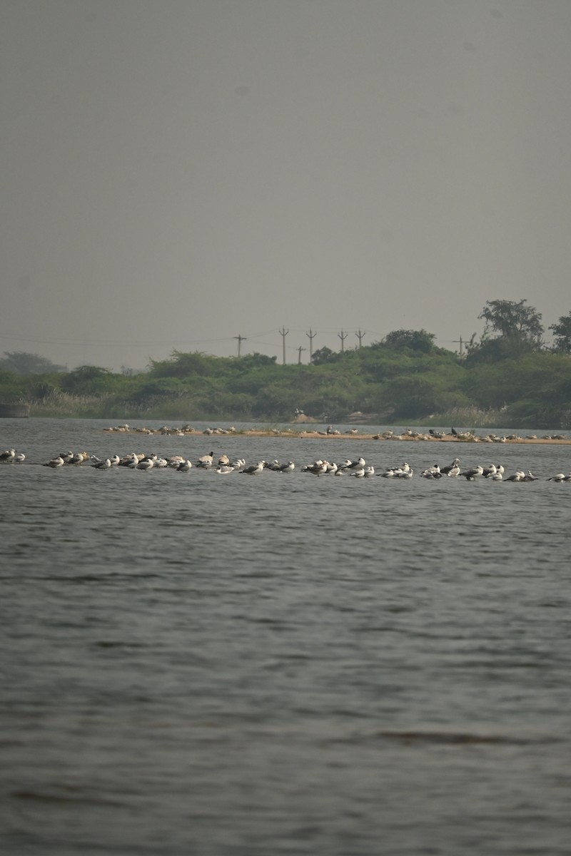 Brown-headed Gull - ML646570075