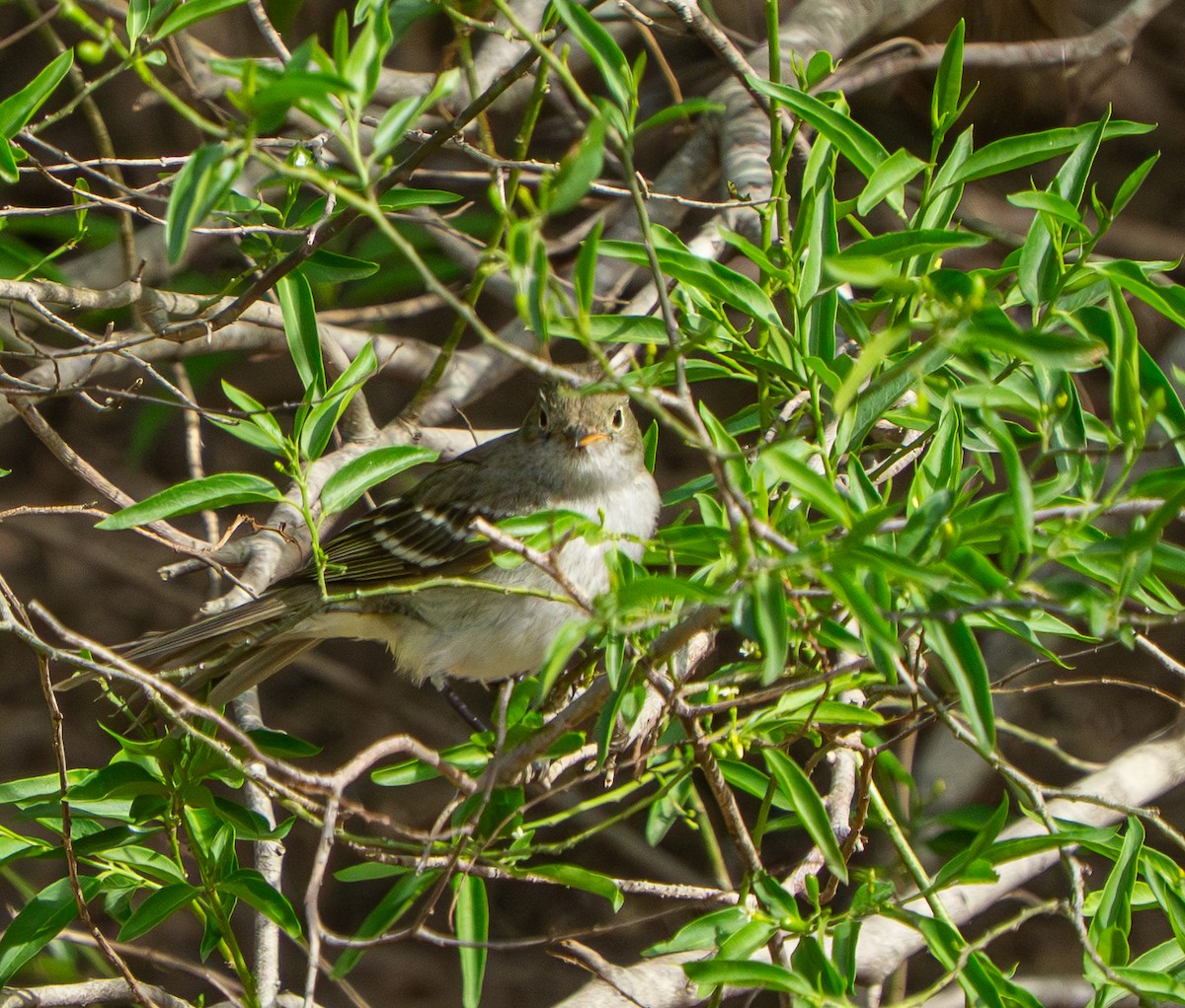 Small-billed Elaenia - ML646570076