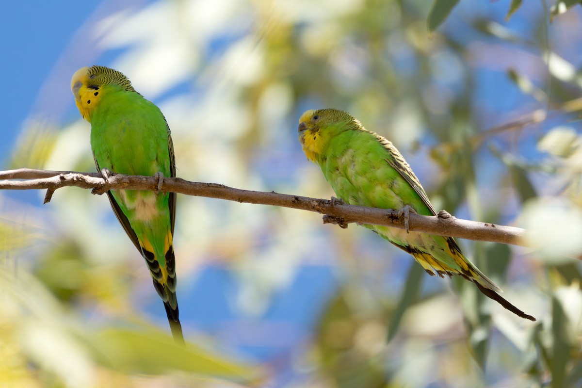 Budgerigar - ML646570078