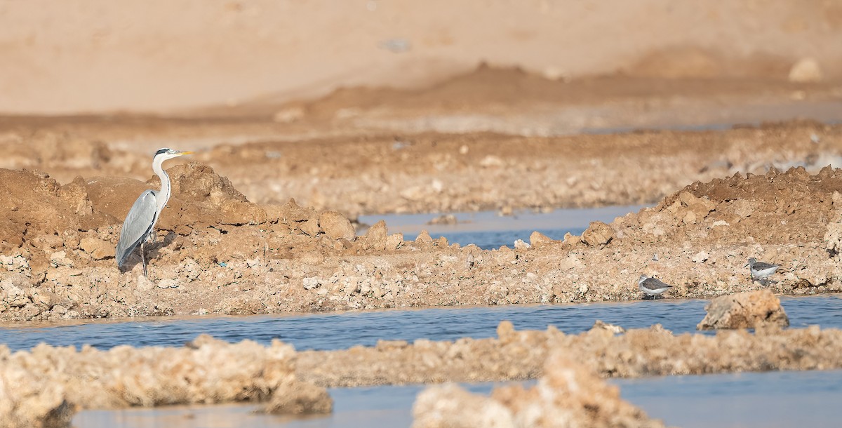 Gray Heron (Gray) - ML646570085