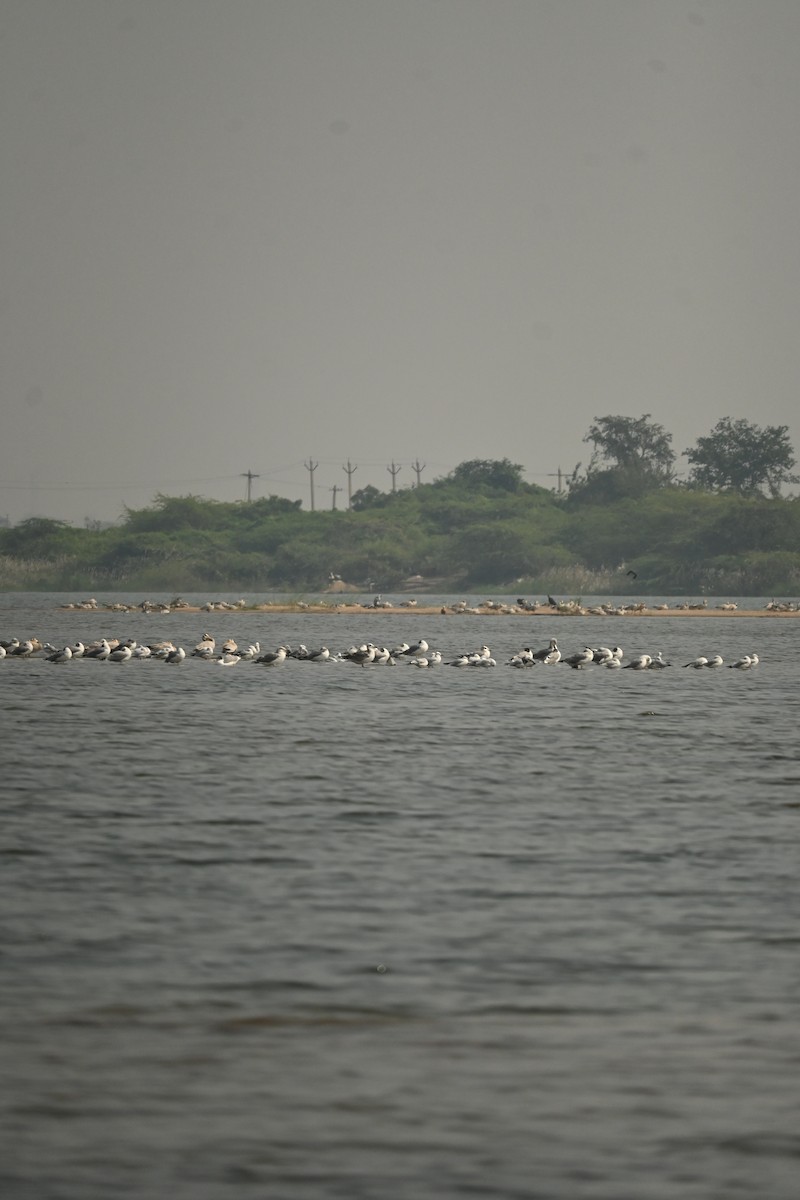 Brown-headed Gull - ML646570087