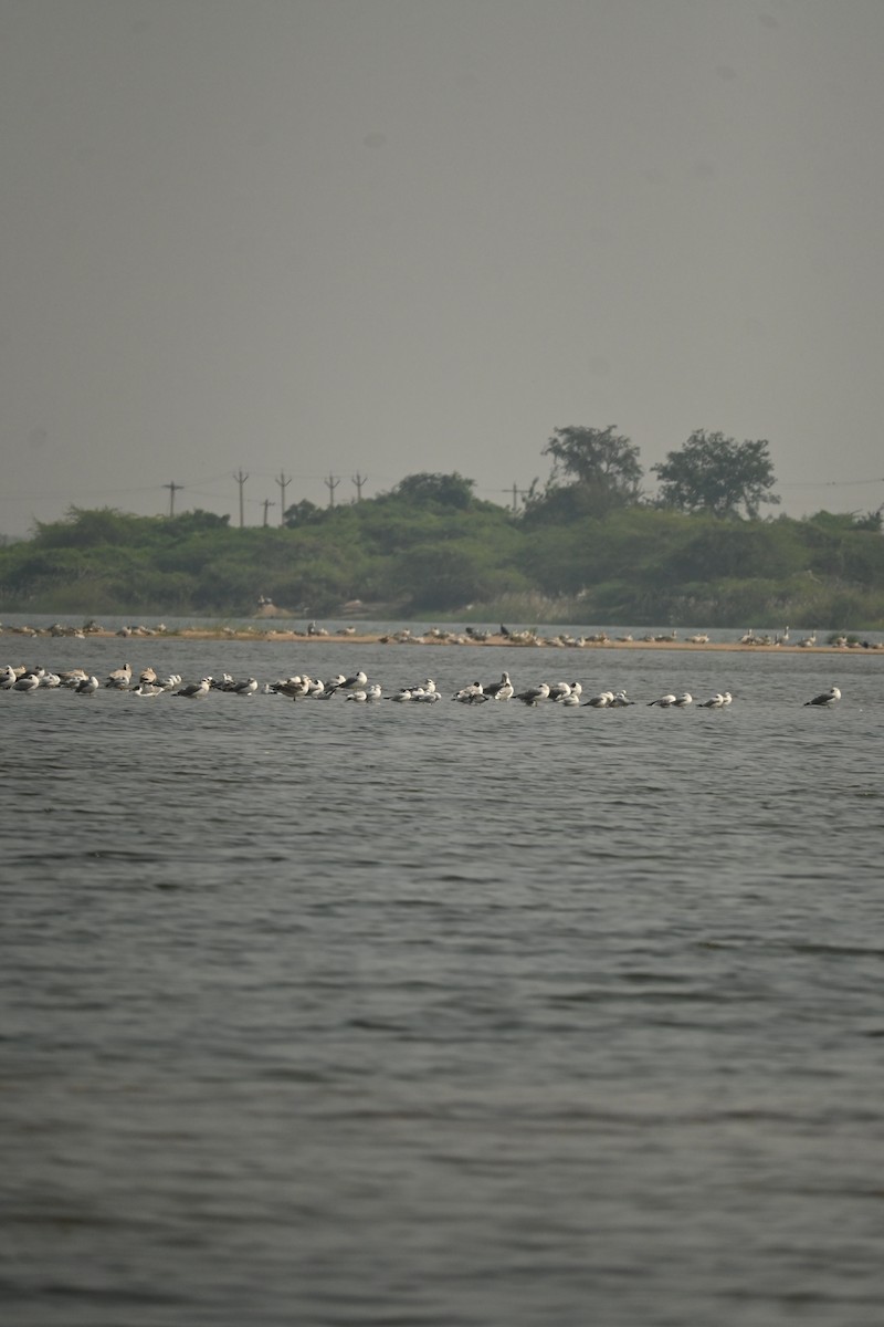 Brown-headed Gull - ML646570089