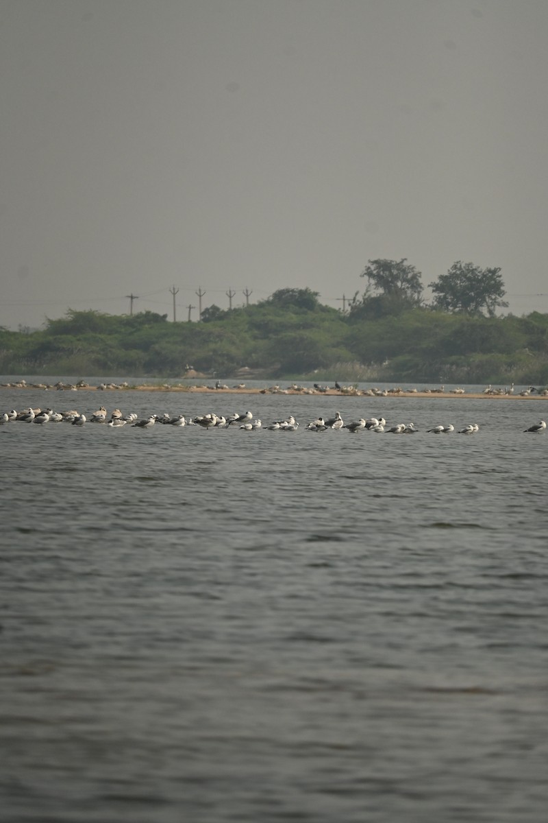 Brown-headed Gull - ML646570090