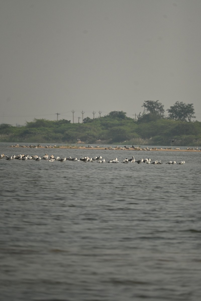 Brown-headed Gull - ML646570091