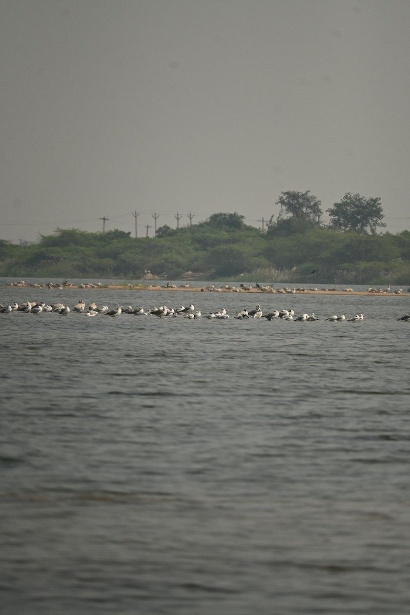 Brown-headed Gull - ML646570092