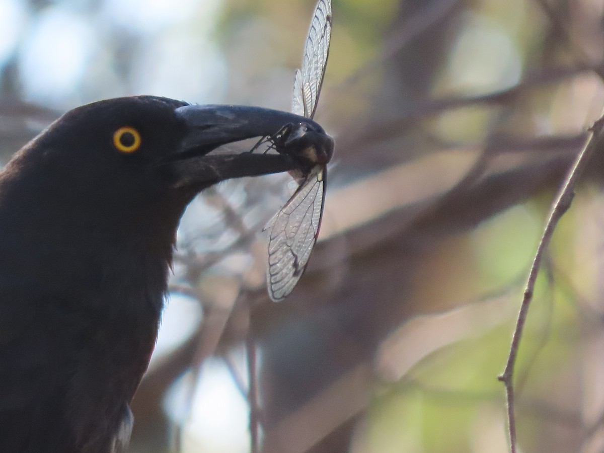 Pied Currawong - ML646570093