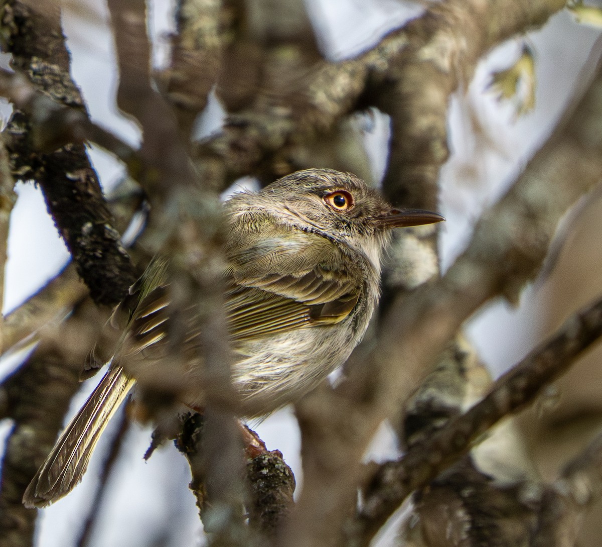 Pearly-vented Tody-Tyrant - ML646570096