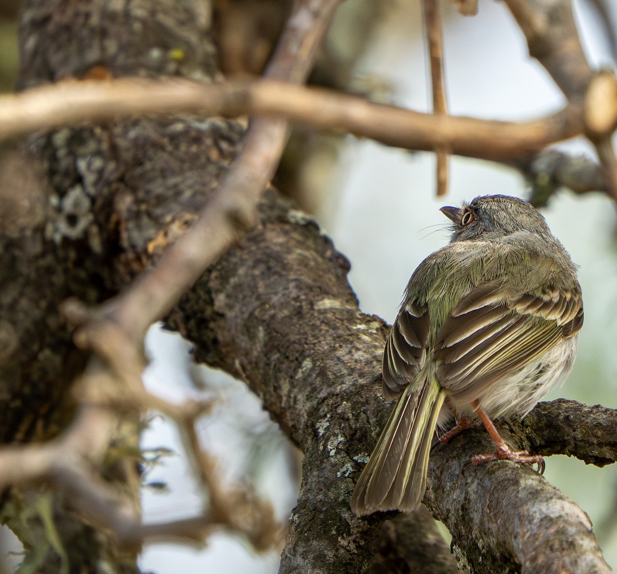 Pearly-vented Tody-Tyrant - ML646570097