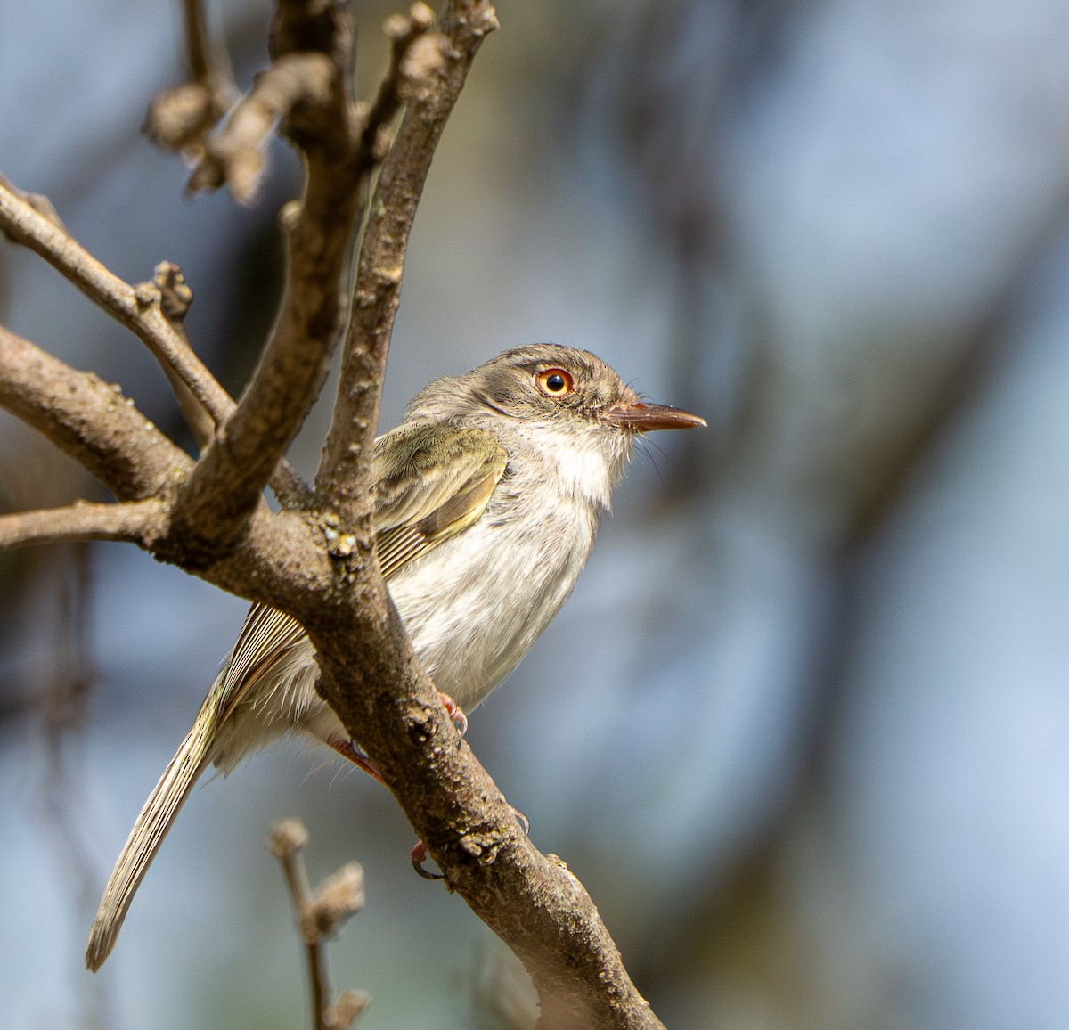 Pearly-vented Tody-Tyrant - ML646570098