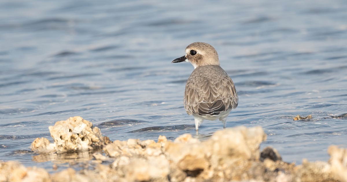 Greater Sand-Plover - ML646570101