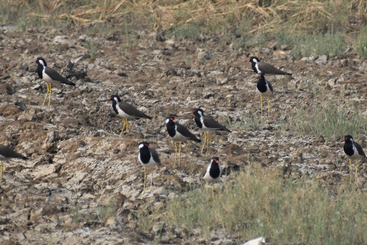 Red-wattled Lapwing - ML646570102