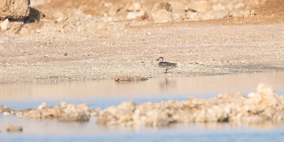 Green-winged Teal (Eurasian) - ML646570104
